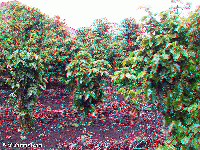 Costa Rica - Don Juan coffee plantation