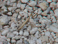 Croatia - Porec and surroundings