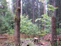 Bohemian Forest - Boubin