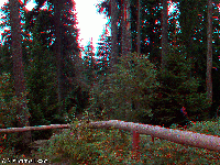 Bohemian Forest - Boubin