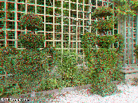Versailles - gardens