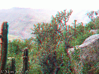 Ka�on Colca