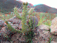 Ka�on Colca - Chivay