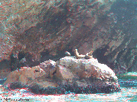 Peru - National reserve of Paracas