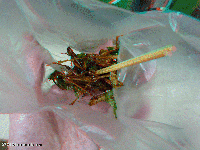 Thailand 3D: Insects - bon apetite