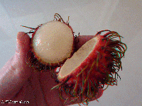 Thailand 3D: Rambutan